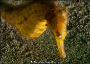 Yellow seahorse in the sand by Giroudon Jean-Pierre 
